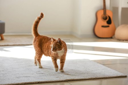 Téléchargez les photos : Mignon chat rouge sur le tapis dans le salon - en image libre de droit