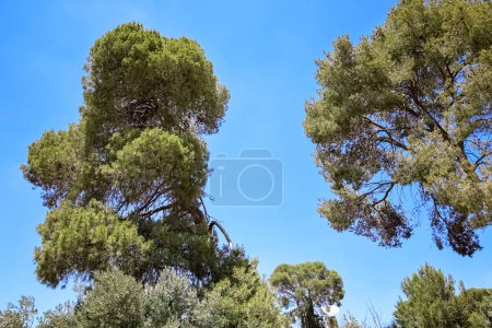High green trees against blue sky
