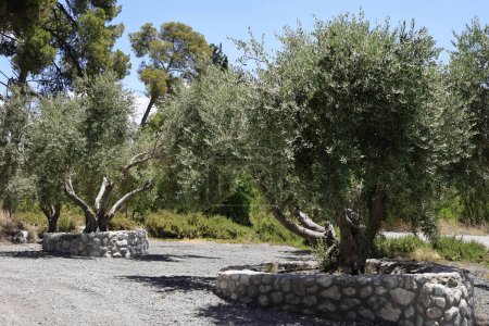 View of beautiful olive trees in park