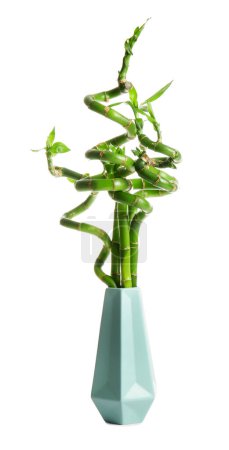 Bamboo plant in vase isolated on white background