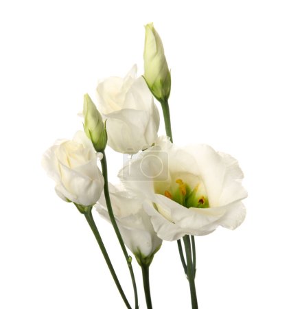 Foto de Rama de hermosas flores de eustoma sobre fondo blanco, primer plano - Imagen libre de derechos
