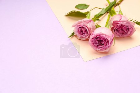 Téléchargez les photos : Roses roses sur fond de couleur - en image libre de droit