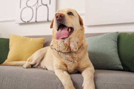 Foto de Lindo perro Labrador acostado en el sofá en casa - Imagen libre de derechos