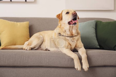 Foto de Lindo perro Labrador acostado en el sofá en casa - Imagen libre de derechos