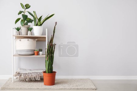 Foto de Estantería con planta de interior y cactus grande en maceta cerca de la pared blanca - Imagen libre de derechos