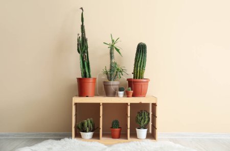 Foto de Diferentes cactus en macetas en estanterías cerca de la pared beige - Imagen libre de derechos