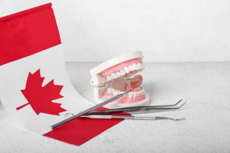 Téléchargez les photos : Modèle à mâchoires avec outils dentaires et drapeau du Canada sur table blanche - en image libre de droit