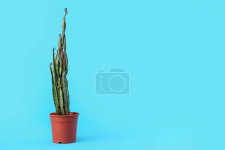 Foto de Maceta con cactus grande sobre fondo azul - Imagen libre de derechos