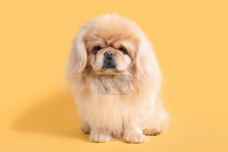 Photo for Cute dog on yellow background - Royalty Free Image