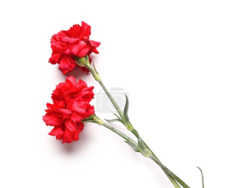 Photo for Two red carnations on white background - Royalty Free Image