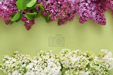 Téléchargez les photos : Belles fleurs lilas parfumées sur fond vert pâle - en image libre de droit