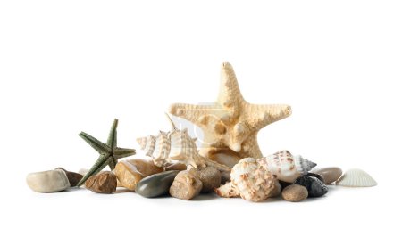 Foto de Conchas marinas con estrellas de mar y piedras sobre fondo blanco - Imagen libre de derechos