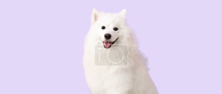 Téléchargez les photos : Mignon chien Samoyed sur fond lilas - en image libre de droit