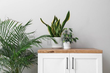 Téléchargez les photos : Comptoir avec plantes d'intérieur en pot près du mur léger - en image libre de droit