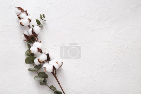 Cotton sprig and eucalyptus on white grunge background
