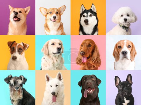Collage mit verschiedenen Hunden auf farbigem Hintergrund