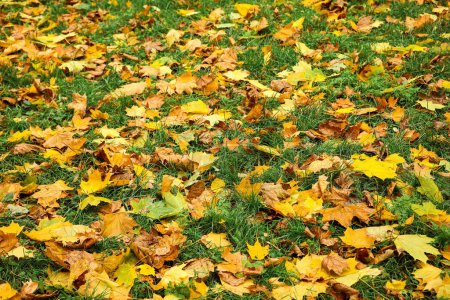 Hojas caídas sobre hierba verde en el parque de otoño