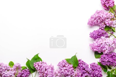 Beautiful bright lilac flowers on white background