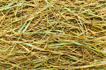 Photo for Heap of straw as background - Royalty Free Image