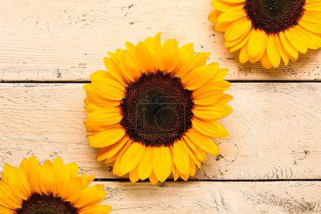 Photo for Beautiful sunflowers on white wooden background - Royalty Free Image
