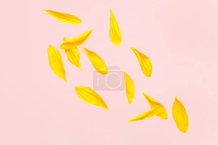 Photo for Flying sunflower petals on pink background - Royalty Free Image
