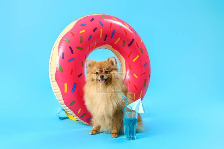 Cute Pomeranian dog with summer cocktail and swim ring on blue background