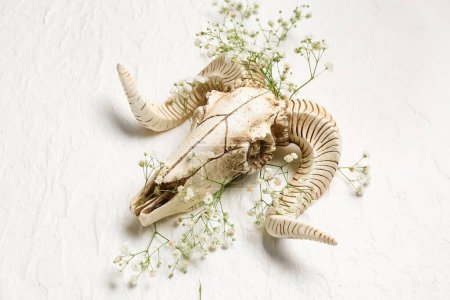 Téléchargez les photos : Crâne de mouton avec de belles fleurs de gypsophile sur fond blanc - en image libre de droit