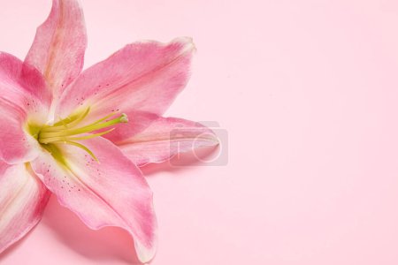 Foto de Hermosa flor de lirio sobre fondo rosa - Imagen libre de derechos