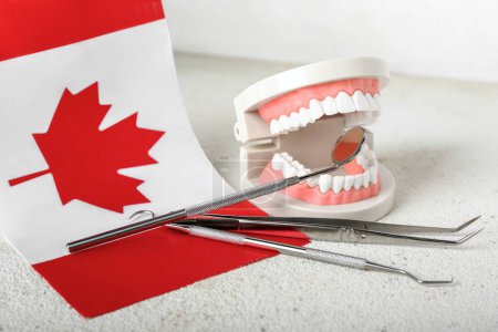 Téléchargez les photos : Modèle à mâchoires avec outils dentaires et drapeau du Canada sur table blanche, gros plan - en image libre de droit