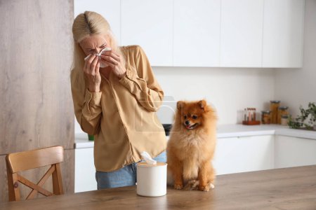 Photo for Allergic mature woman with tissue and Pomeranian dog in kitchen - Royalty Free Image