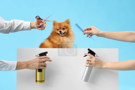 Photo for Female groomers taking care of cute Pomeranian spitz on blue background - Royalty Free Image