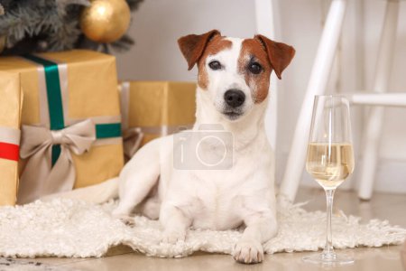Foto de Jack Russell terrier y una copa de champán en casa en Nochebuena - Imagen libre de derechos