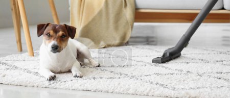 Foto de Propietario de alfombra de limpieza lindo perro en casa - Imagen libre de derechos