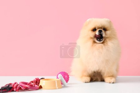 Téléchargez les photos : Adorable chien poméranien assis sur une table blanche avec des jouets pour animaux de compagnie et une brosse à dents sur fond rose - en image libre de droit