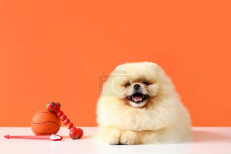 Téléchargez les photos : Adorable chien poméranien assis sur une table blanche avec des jouets pour animaux de compagnie et une brosse à dents sur fond orange - en image libre de droit