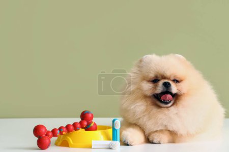 Téléchargez les photos : Adorable chien poméranien assis sur une table blanche avec des jouets pour animaux de compagnie et une brosse à dents sur fond vert - en image libre de droit