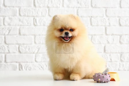 Téléchargez les photos : Adorable chien poméranien assis sur une table blanche avec des jouets pour animaux de compagnie et une brosse à dents sur fond de brique blanche - en image libre de droit