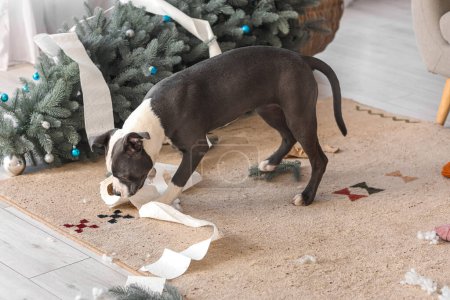 Foto de Naughty Staffordshire Terrier masticando papel higiénico en casa en la víspera de Navidad - Imagen libre de derechos