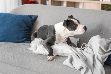 Foto de Travieso Staffordshire Terrier con almohada rota acostado en el sofá en casa - Imagen libre de derechos