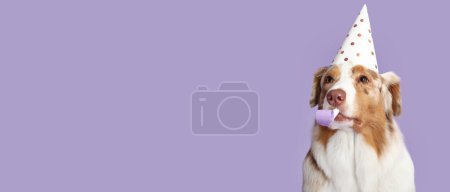 Photo for Cute Australian shepherd dog with birthday hat and party whistle on lilac background with space for text - Royalty Free Image