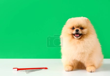 Téléchargez les photos : Adorable Pomeranian dog sitting on white table with dental tools against green background - en image libre de droit