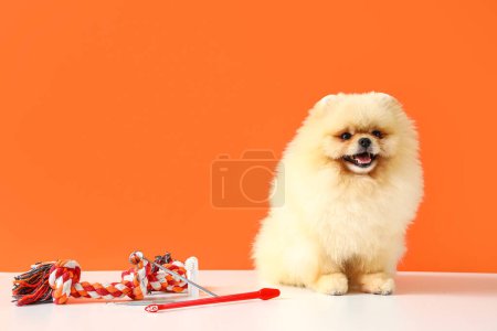 Téléchargez les photos : Adorable chien poméranien assis sur une table blanche avec des jouets pour animaux de compagnie et une brosse à dents sur fond orange - en image libre de droit