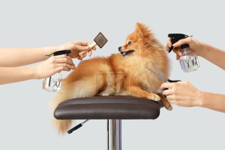 Photo for Female groomers taking care of cute Pomeranian spitz on grey background - Royalty Free Image