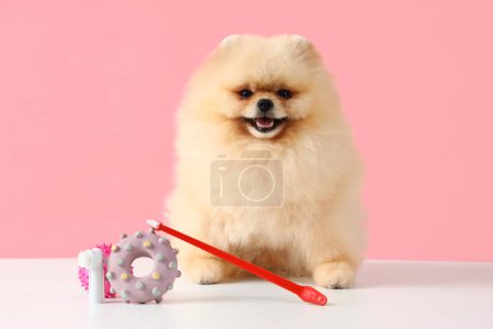 Téléchargez les photos : Adorable chien poméranien assis sur une table blanche avec des jouets pour animaux de compagnie et une brosse à dents sur fond rose - en image libre de droit