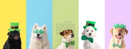 Photo for Collage of different dogs on color background. St. Patrick's Day celebration - Royalty Free Image