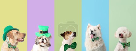 Photo for Set of different dogs on color background. St. Patrick's Day celebration - Royalty Free Image