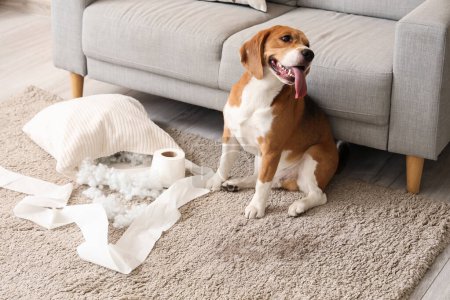 Téléchargez les photos : Vilain chien Beagle avec oreiller déchiré et rouleau de papier toilette assis dans le salon désordonné - en image libre de droit