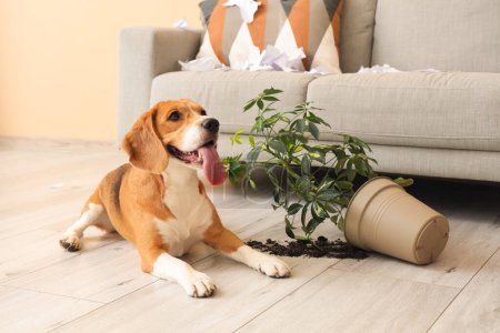 Téléchargez les photos : Vilain chien Beagle avec du papier déchiré et une plante d'intérieur renversée couchée dans un salon désordonné - en image libre de droit