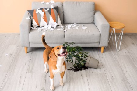 Téléchargez les photos : Vilain chien Beagle avec papier déchiré et plante d'intérieur renversée dans le salon désordonné - en image libre de droit