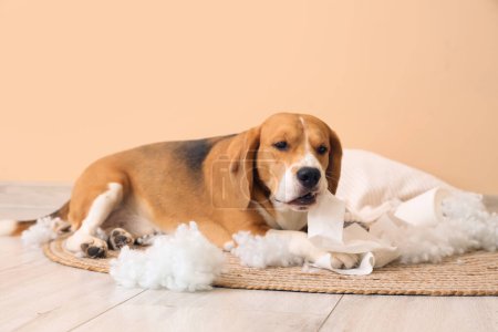 Téléchargez les photos : Vilain chien Beagle avec oreiller déchiré et rouleau de papier toilette assis près du mur beige - en image libre de droit